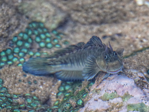 Zebra rockskipper (Istiblennius zebra) — Blenniidae — 3