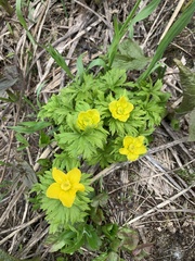 Trollius ranunculinus
