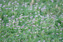 Phyla nodiflora