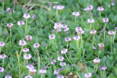 Phyla nodiflora
