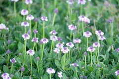 Phyla nodiflora