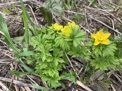 Trollius ranunculinus