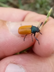 Labidostomis rubripennis