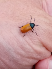 Labidostomis rubripennis