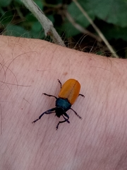 Labidostomis rubripennis