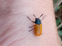 Labidostomis rubripennis