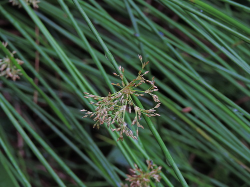 Image of Juncus decipiens by (c) Jacy Chen, some rights reserved (CC BY)