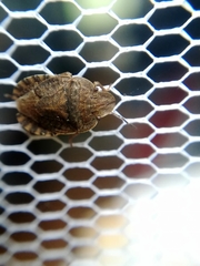 Sciocoris microphthalmus