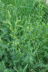 Galium mollugo