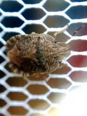 Sciocoris microphthalmus