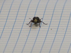Eurymycter fasciatus