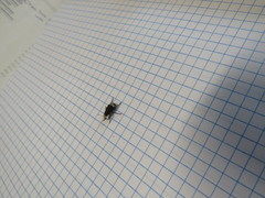 Eurymycter fasciatus