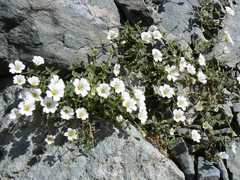 Cerastium latifolium