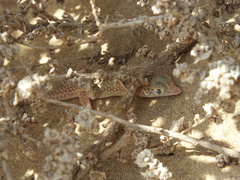 Acanthodactylus schmidti