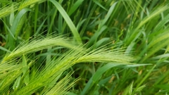 Hordeum murinum