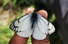 Tatochila xanthodice