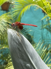 Dythemis maya