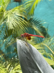 Dythemis maya