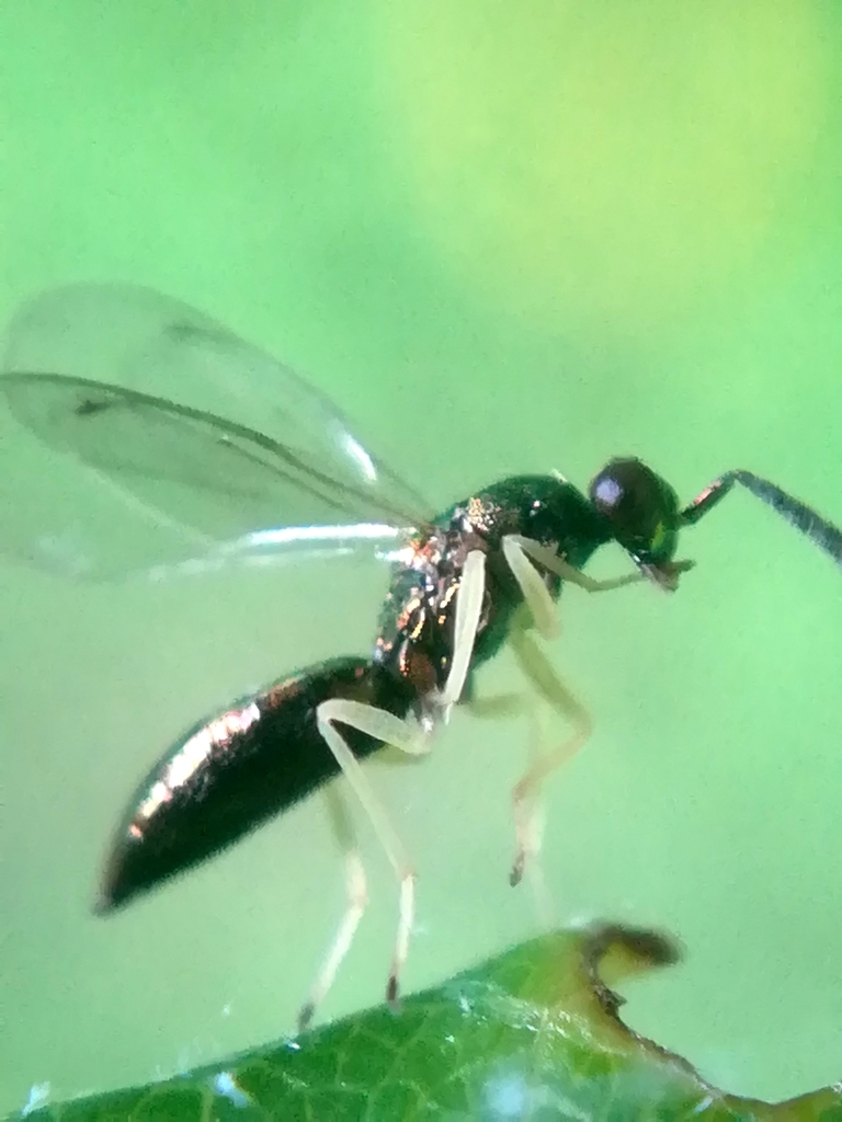 Aulogymnus skianeuros