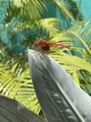 Dythemis maya