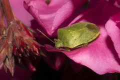 Nezara viridula