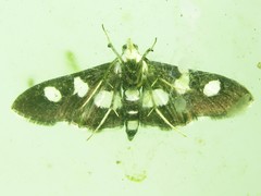 Desmia maculalis
