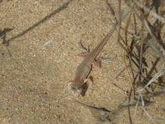 Acanthodactylus schmidti