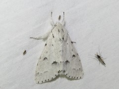 Acronicta innotata