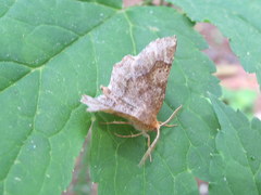 Metarranthis hypochraria