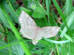 Metarranthis indeclinata