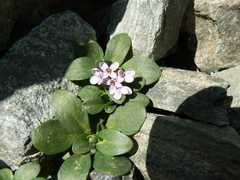 Noccaea rotundifolia