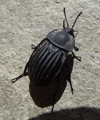 Silpha punctulata