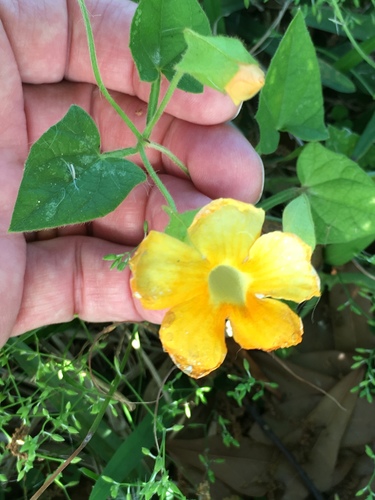 Thunbergia alata image