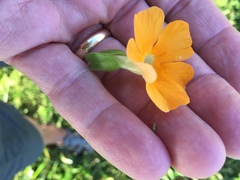 Thunbergia alata image