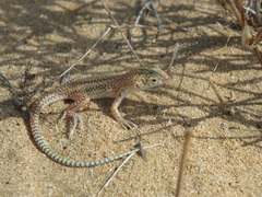 Acanthodactylus schmidti