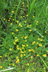Ranunculus repens