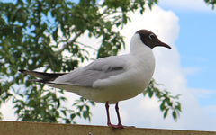 Chroicocephalus ridibundus