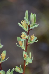 Salix athabascensis