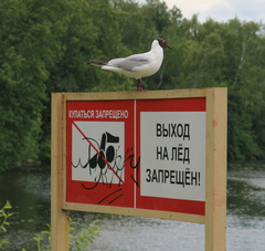 Chroicocephalus ridibundus