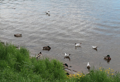 Chroicocephalus ridibundus