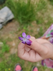 Geranium palustre