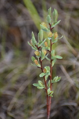 Salix athabascensis