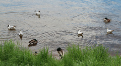 Chroicocephalus ridibundus