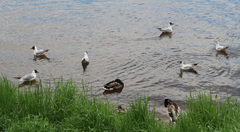 Chroicocephalus ridibundus