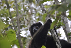 Propithecus edwardsi