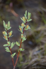 Salix athabascensis