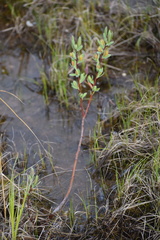 Salix athabascensis