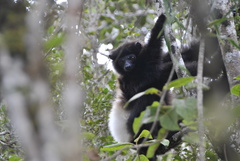 Propithecus edwardsi