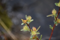 Salix athabascensis