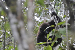 Propithecus edwardsi